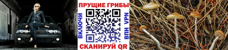 наркошоп  Гремячинск  Галлюциногенные грибы Psilocybine cubensis 